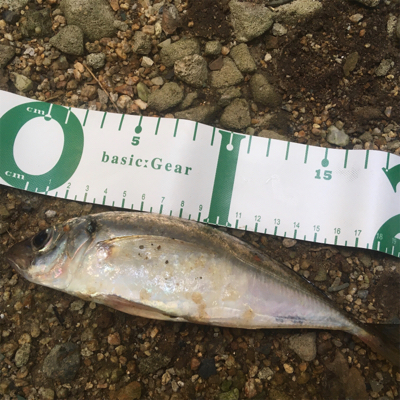 （メクリ？)アジ