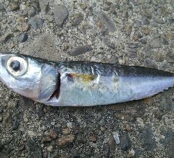 『釣りデビュー(^_-)』210