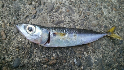 『釣りデビュー(^_-)』210