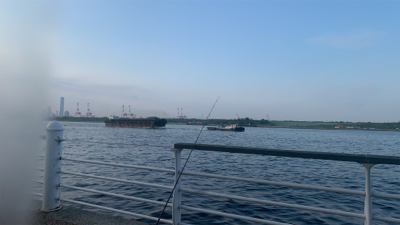 サバ大量発生！