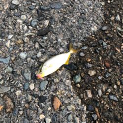 夕まずめ狙い アジング