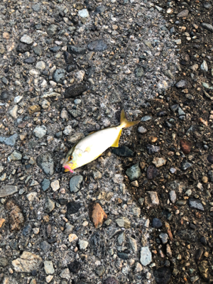 夕まずめ狙い アジング