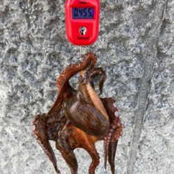 ハードロックポイントでHC蛸散歩。7杯。。