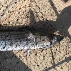 ライトジギング