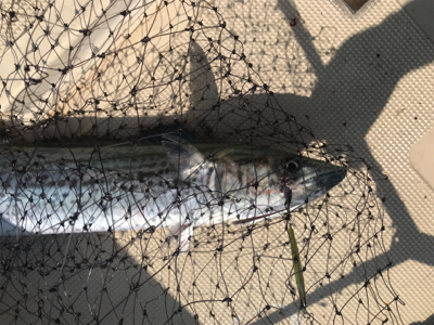 ライトジギング