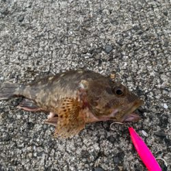 ねざかなパラダイス