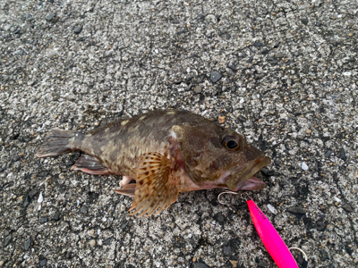 ねざかなパラダイス