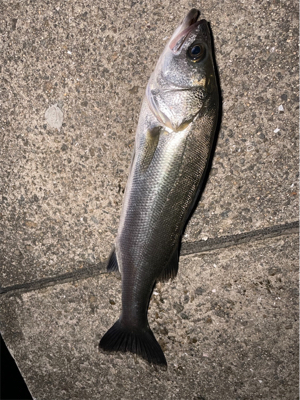 港湾シーバス調査