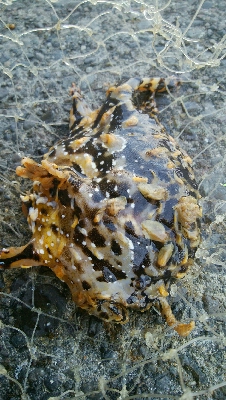 『釣りデビュー(´▽`)』211