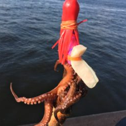 タコは夕マヅメのみ