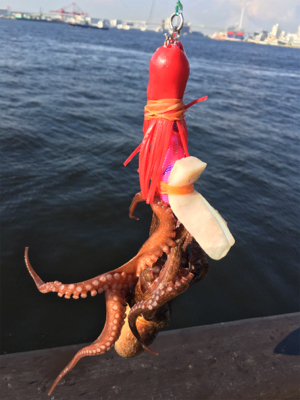 タコは夕マヅメのみ