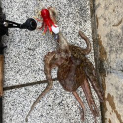 ハードロックポイントHC蛸散歩。6杯1725g。。