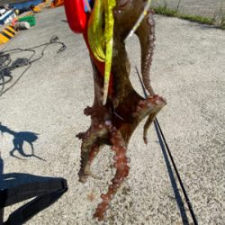 ひさびさのタコ釣り