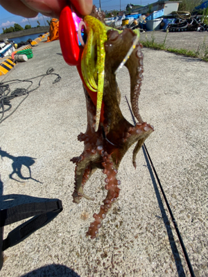 ひさびさのタコ釣り