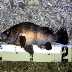 真夏のメバリング