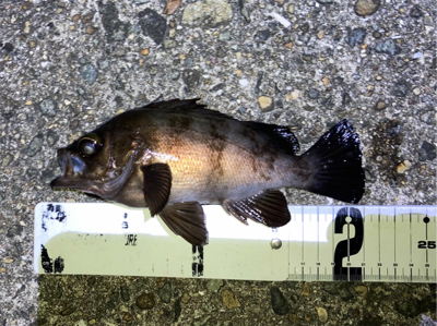 真夏のメバリング