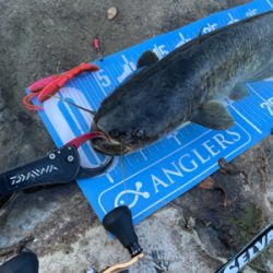 夕まづめにナマズゲーム