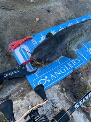 夕まづめにナマズゲーム