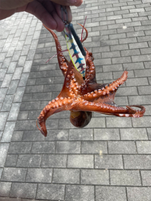 タコ釣り