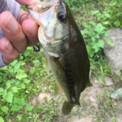 見えバスは釣れるが