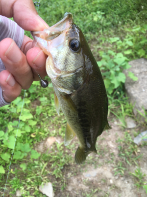 見えバスは釣れるが
