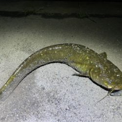 隙間時間に闇鯰