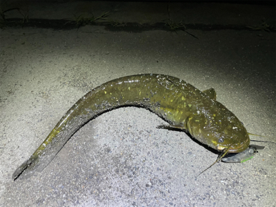 隙間時間に闇鯰