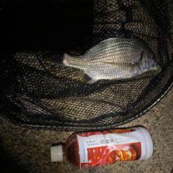 下手な人のチニング 釣果です。