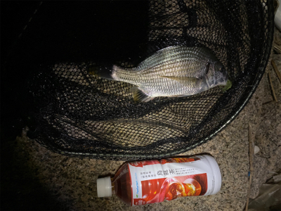 下手な人のチニング 釣果です。