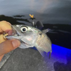 アジいました。