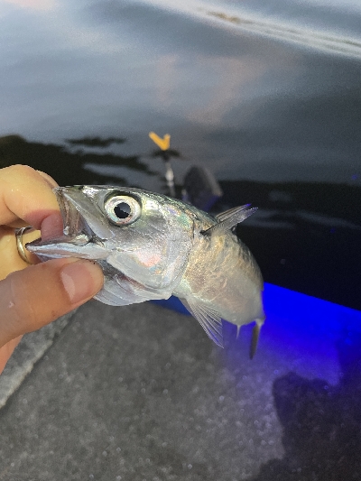 アジいました。