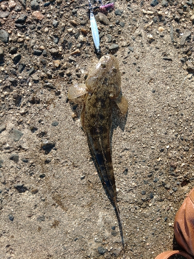 ヒラメかと思ったら、、、