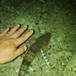 そろそろマゴチ以外釣りたい(贅沢笑)