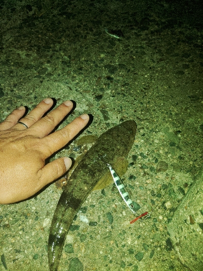 そろそろマゴチ以外釣りたい(贅沢笑)