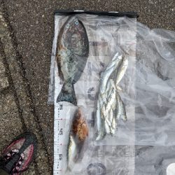 フカセでメジナ