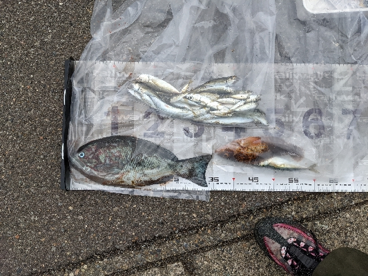 フカセでメジナ