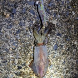 仕事終わりケンサキ狙い