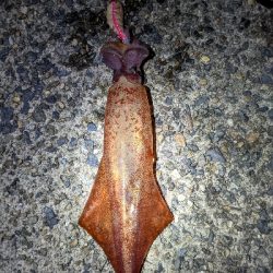 ケンサキエギング