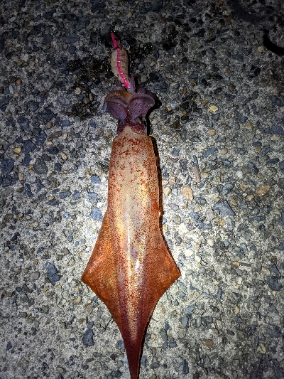 ケンサキエギング