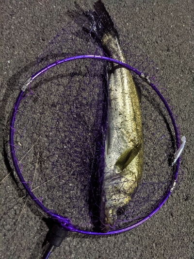 14ヶ月目にしてようやく