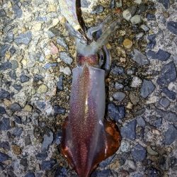 ムーンライトエギング