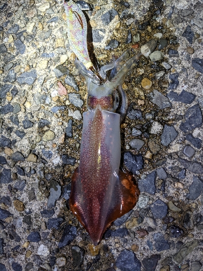 ムーンライトエギング