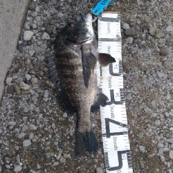 7/4釣果 でかいチヌと尺アジつれました!