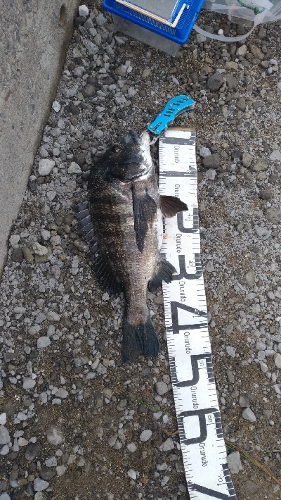 7/4釣果 でかいチヌと尺アジつれました!