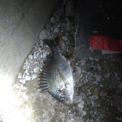 7/10釣果 夜釣りで紀州釣り