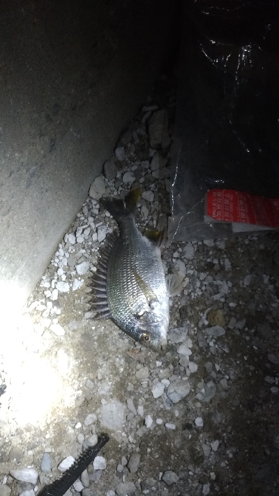 7/10釣果　夜釣りで紀州釣り