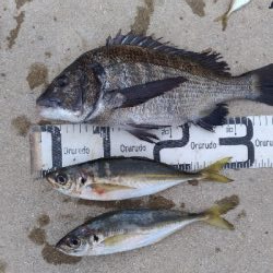 7/18釣果 紀州釣り