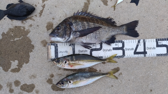 7/18釣果　紀州釣り