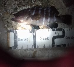 7/22釣果 チヌ尺アジマハタグレ