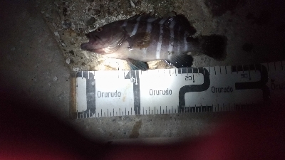 7/22釣果 チヌ尺アジマハタグレ